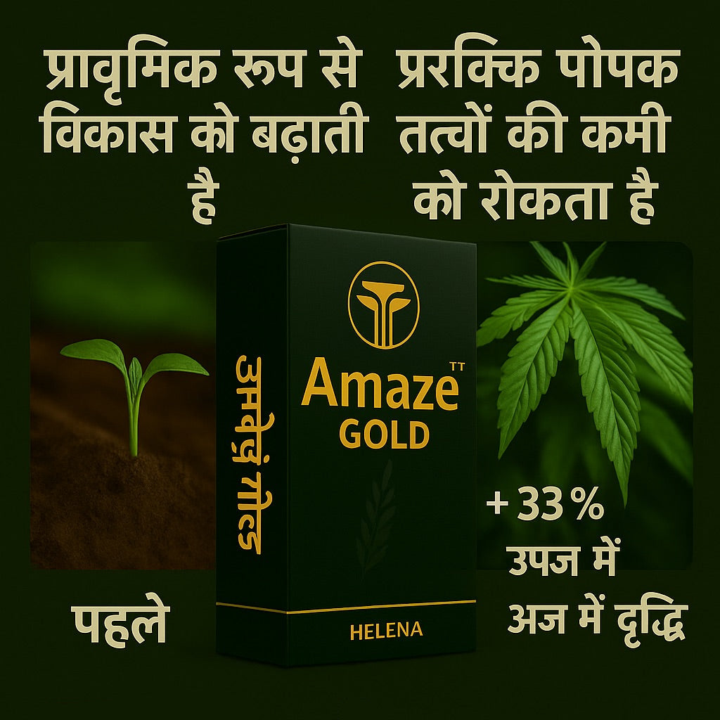 अमेज गोल्ड