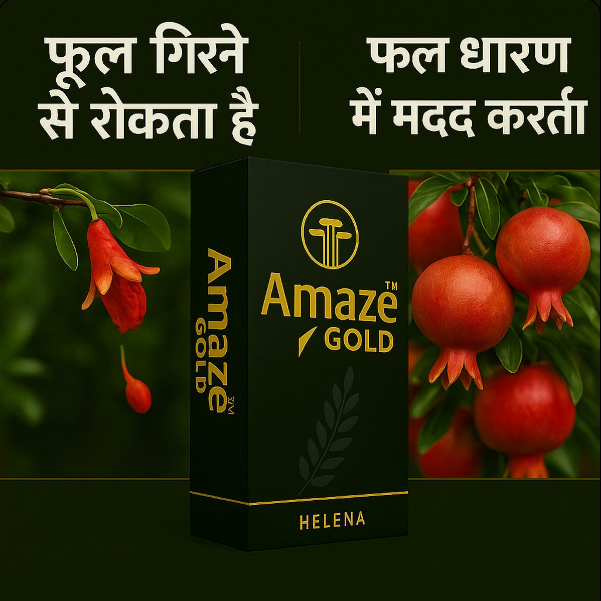 अमेज गोल्ड