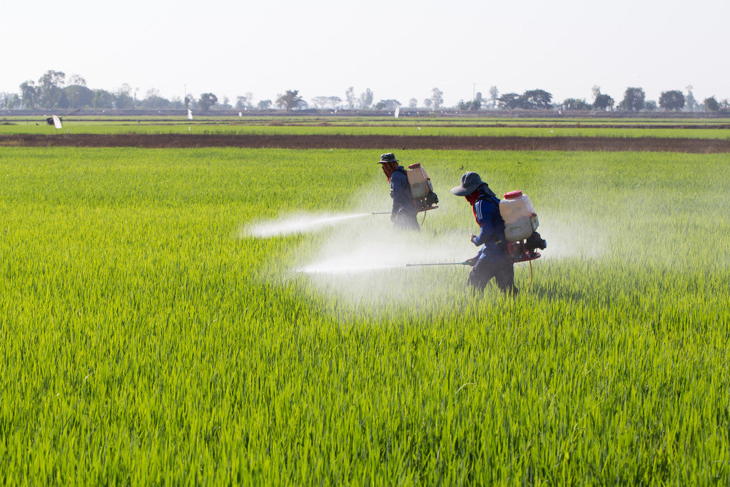 Striking a Balance: Optimal Use of Pesticides for Crops