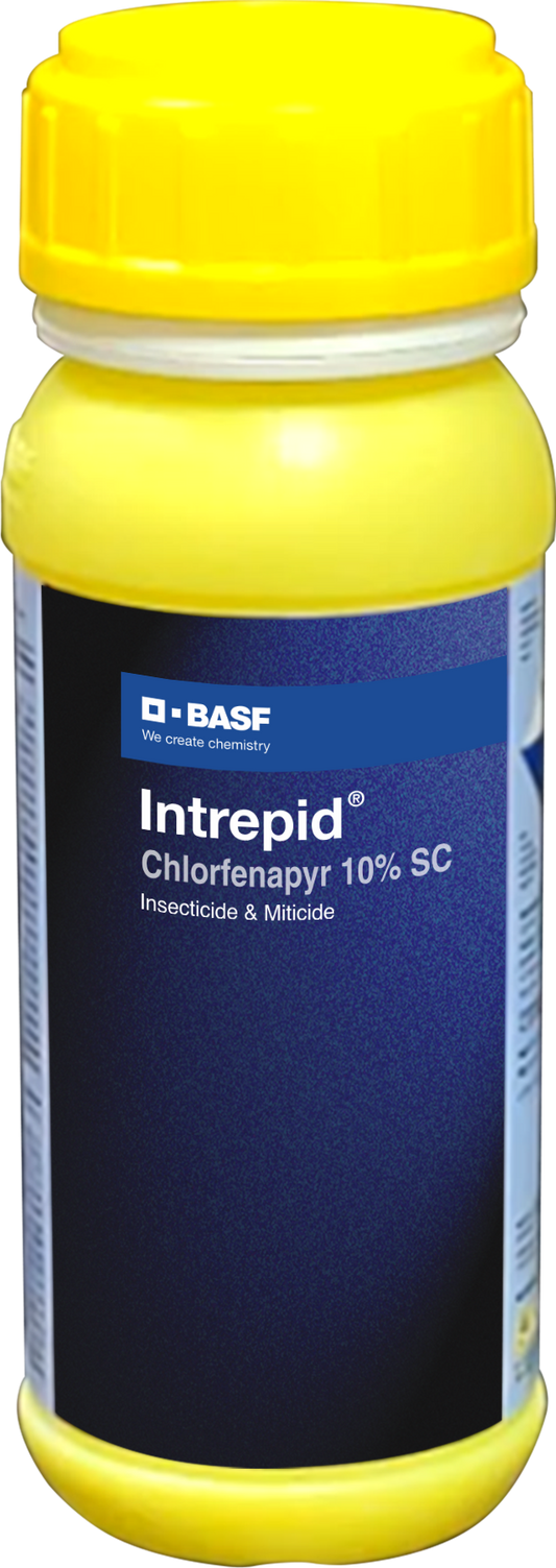 BASF Intrepid