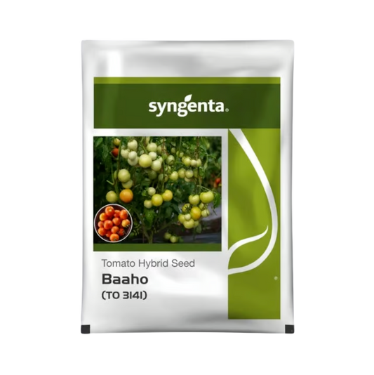 Baaho Tomato Seeds